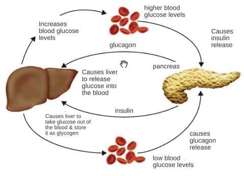 Sugar Control Li4 Acupressure Point Clip Wearable